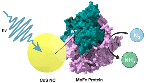 Mechanistic Insights into Dinitrogen Reduction to Ammonia in Light-Controlled Nanocrystal:Nitrogenase Complexes