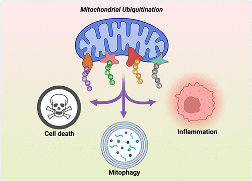 Mitochondrial Ubiquitination as a Signaling Hub: Balancing Mitophagy, Inflammation, and Cell Death