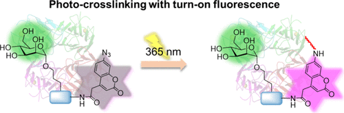 Azidocoumarin Glycan Probes for Photoinduced Cross-Linking and In Situ Fluorescent Labeling