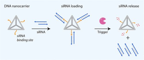 DNA Nanostructures for siRNA Delivery