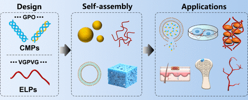 Progress in Self-Assembled Extracellular Matrix Structural Protein Mimetic Peptides: From Rational Design and Assembly Pathways to Biomedical Applications