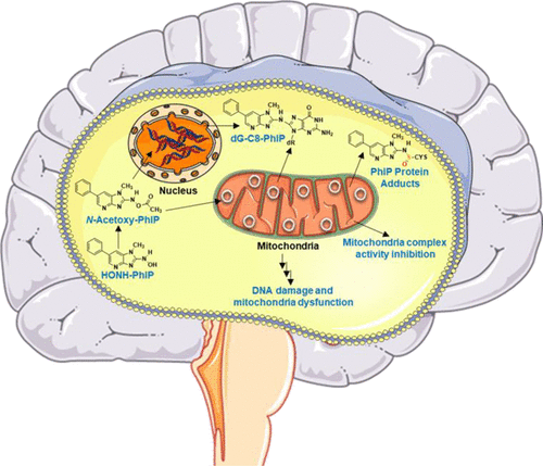Nuclear DNA and Mitochondrial Damage of the Cooked Meat Carcinogen 2-Amino-1-methyl-6-phenylimidazo[4,5-b]pyridine in Human Neuroblastoma Cells