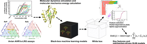 Using In Vitro and Machine Learning Approaches to Determine Species-Specific Dioxin-like Potency and Congener-Specific Relative Sensitivity among Birds for Brominated Dioxin Analogues