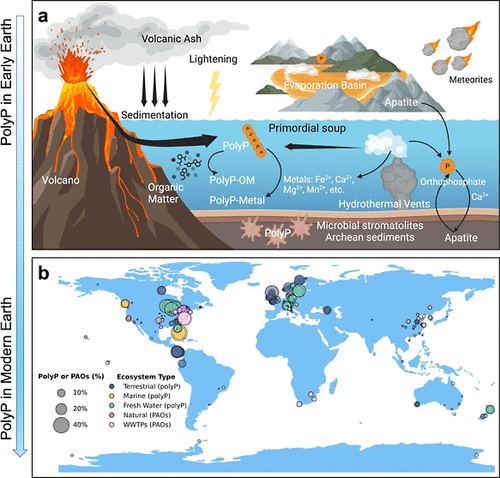 Polyphosphate as an Integral Component of Global Phosphorus Cycling through Earth’s History