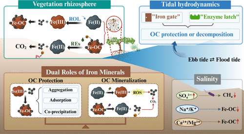 Fate of Organic Carbon Shaped by Iron Minerals in Coastal Wetlands: Mechanisms and Implications