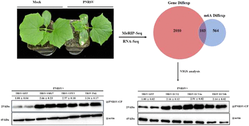 N6-Methyladenosine Modification Regulates Prunus Necrotic Ringspot Virus Infection in Cucumis sativus