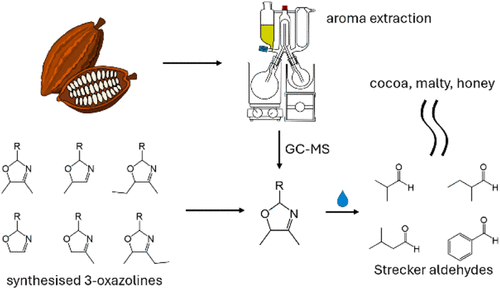Synthesis and Identification of 3-Oxazolines in Cocoa