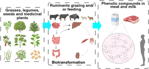 Phenolic Compounds and Derivatives in Ruminant Meat and Milk: A Systematic Review