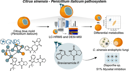 Decoding the Penicillium italicum–Citrus Interaction: Untargeted Metabolomics Sheds Light on a Neglected Postharvest Pathogen