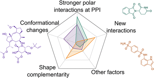Understanding the Role of H-Bonds in the Stability of Molecular Glue-Induced Ternary Complexes