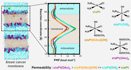 Molecular Dynamics Simulation of Passive Diffusion across a Human Breast Cancer Cell Membrane Model. Comparison between Cisplatin and Its Pt(IV) Derivatives