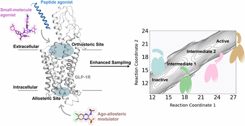 Unveiling the Activation Mechanism of Glucagon-Like Peptide-1 Receptor by an Ago-Allosteric Modulator via Molecular Dynamics Simulations