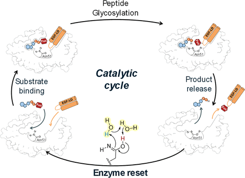 Enzyme Reset: Water-Mediated Tautomerization Restores the Catalytic Asparagine in Protein O-Fucosyltransferase 1