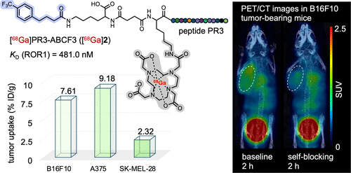 Peptide-Based ROR1-Targeting PET Ligands for Melanoma Tumor Imaging: Design and Preclinical Evaluation
