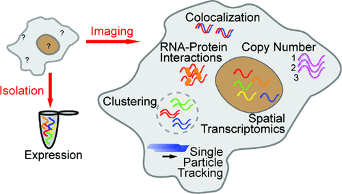 Modern RNA Quantification Methods: From RT-qPCR to Advanced Microscopy