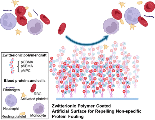 Antifouling Zwitterionic Polymer Coatings for Blood-Bearing Medical Devices