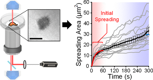 Interfacial Energy Balance Governs Initial Cell Spreading Dynamics