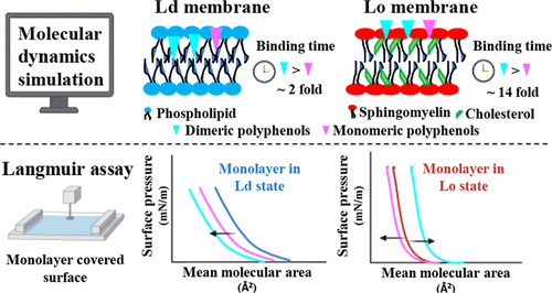 Dimeric Polyphenol Effect on Liquid-Ordered and Liquid-Disordered Membranes: Combined Insights from Molecular Dynamics Simulation and Langmuir Balance Measurements