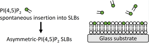 Asymmetric Phosphoinositide Lipid Bilayers Generated by Spontaneous Lipid Insertion