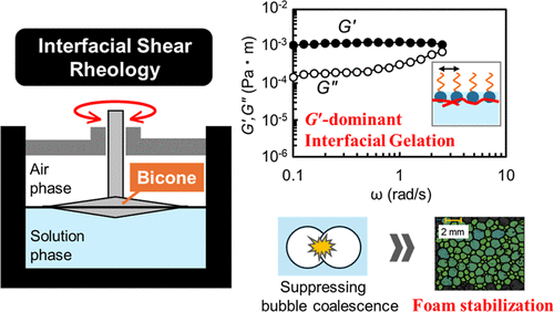 Foam Stability in Aqueous Systems Containing an Amino Acid-Based Surfactant and Gelatin: An Interfacial Shear Rheology Perspective