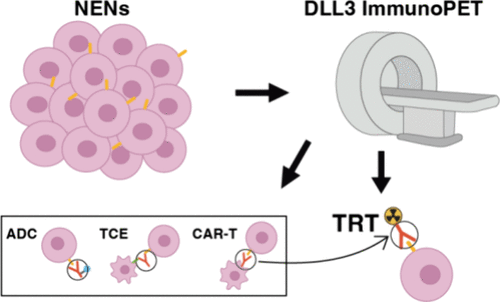 Advances in Delta-like Ligand 3-Targeted Diagnosis and Treatment