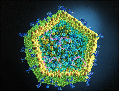 Deconvoluting Lipid Nanoparticle Structure for Messenger RNA Delivery