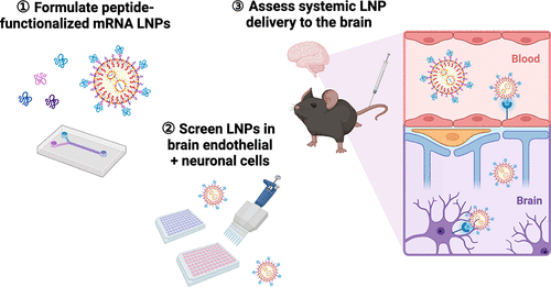 Peptide-Functionalized Lipid Nanoparticles for Targeted Systemic mRNA Delivery to the Brain