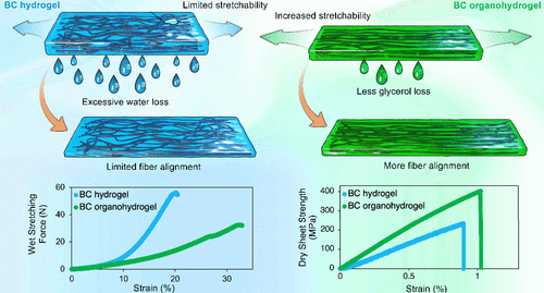 Aligned Bacterial Cellulose through Organohydrogel Transformation