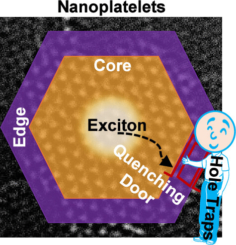 Atomistic Origin of Photoluminescence Quenching in Colloidal MoS2 and WS2 Nanoplatelets