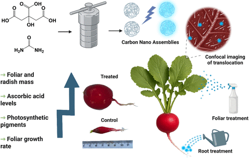 Synthetic Carbon Nanobionic Interfaces for Enhancement of Plant Photosynthetic Efficiency