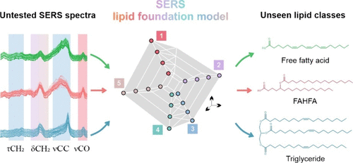 Building a Foundation SERS Model for Lipids through Fatty Acid Pretraining for Annotation across Chemical Spaces