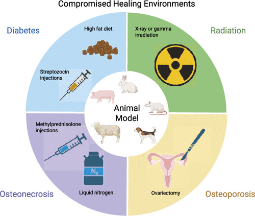 Bone Tissue Engineering Strategies To Treat Critically Sized Defects in Compromised Wound Healing Environments