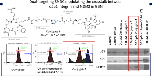 Synthesis and Biological Evaluation of a Novel Dual-Targeting Small Molecule Drug Conjugate Modulating the Crosstalk between α5β1 Integrin and MDM2 in Glioblastoma