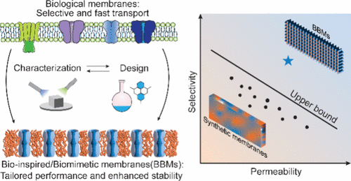 Approaching Ideal Selectivity with Bioinspired and Biomimetic Membranes
