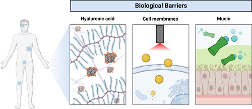 Micro- and Nanomotors: Engineered Tools for Targeted and Efficient Biomedicine