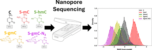Write and Read: Harnessing Synthetic DNA Modifications for Nanopore Sequencing