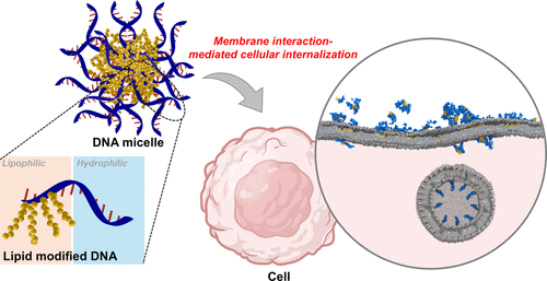 Receptor-Free Cellular Internalization of DNA Micelles Driven by Membrane Interaction