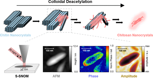 Colloidal Deacetylation of Chitin Nanocrystals Results in Amorphous and Patchy Chitosan Chains