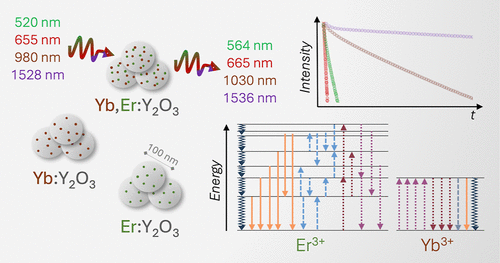 Interactions in Rare-Earth-Doped Nanoparticles: A Multi-Transition, Concentration, and Excitation Path Analysis