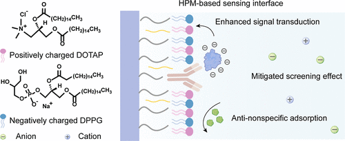 A Hybrid Phospholipid Monolayer-Based Interface for Interaction-Enhanced Electrical Detection in Biofluids