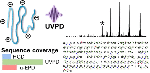Top-Down Characterization of Protein Anions Using Ultraviolet Photodissociation Mass Spectrometry