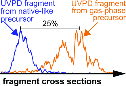 Direct Observation of Metastable Fragment Ions in Ultraviolet Photodissociation of Ubiquitin