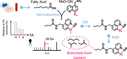 Profiling of Low-Abundance Branched-Chain Fatty Acids via Radical Directed Dissociation Tandem Mass Spectrometry