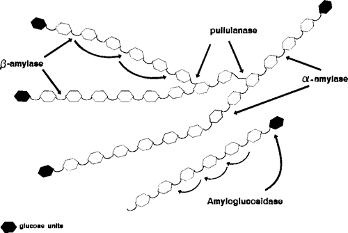Enzymes and Bread Flavor