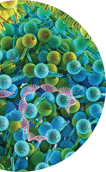 Structure of phytosterol-based lipid nanoparticles carrying mRNA