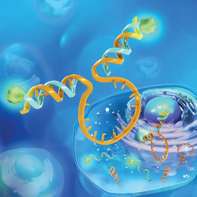 a conceptual illustration of molecular biology processes within a cell, focusing on DNA and RNA